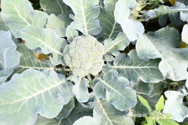 Organik sebze bahçesinde brokoli. Diğer adı Brassica oleracea var italica. Bu lahana familyasından yenilebilir yeşil bir bitki. Brokoli özellikle zengin bir C ve K vitamini kaynağıdır..