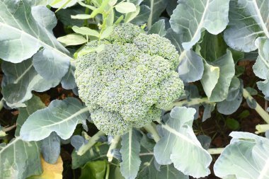 Organik sebze bahçesinde brokoli. Diğer adı Brassica oleracea var italica. Bu lahana familyasından yenilebilir yeşil bir bitki. Brokoli özellikle zengin bir C ve K vitamini kaynağıdır..