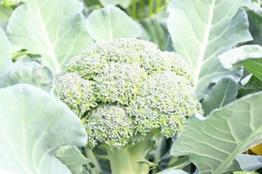 Organik sebze bahçesinde brokoli. Diğer adı Brassica oleracea var italica. Bu lahana familyasından yenilebilir yeşil bir bitki. Brokoli özellikle zengin bir C ve K vitamini kaynağıdır..