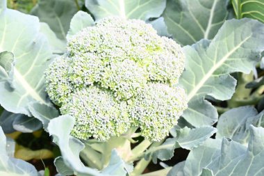 Organik sebze bahçesinde brokoli. Diğer adı Brassica oleracea var italica. Bu lahana familyasından yenilebilir yeşil bir bitki. Brokoli özellikle zengin bir C ve K vitamini kaynağıdır..