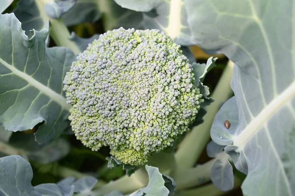 Organik sebze bahçesinde brokoli. Diğer adı Brassica oleracea var italica. Bu lahana familyasından yenilebilir yeşil bir bitki. Brokoli özellikle zengin bir C ve K vitamini kaynağıdır..