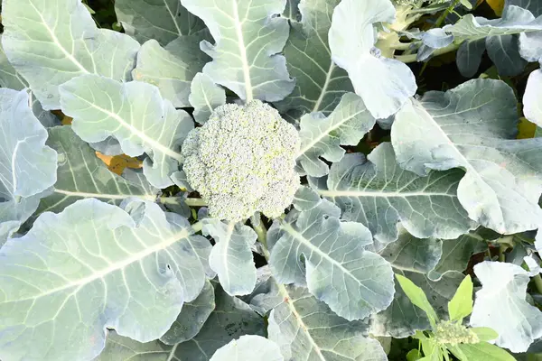Organik sebze bahçesinde brokoli. Diğer adı Brassica oleracea var italica. Bu lahana familyasından yenilebilir yeşil bir bitki. Brokoli özellikle zengin bir C ve K vitamini kaynağıdır..