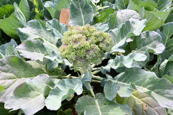 Broccoli Organic Vegetable Garden Its Other Names Brassica Oleracea Var — Stock Photo, Image