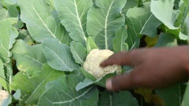 Organik bahçede karnabahar. Brassica familyasından, Brascaceae familyasından birkaç sebzeden biridir. Diğer isimleri Brassica oleracea, Brüksel lahanası ve Cole.