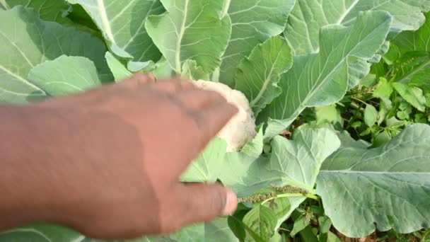 Kalafior Ogrodzie Organicznym Jest Jedna Kilku Warzyw Należących Rodzaju Kapustnych — Wideo stockowe