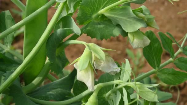Borsóvirág Zöldségkertben Peais Kis Gömb Alakú Mag Vagy Podfruit Pisum — Stock videók