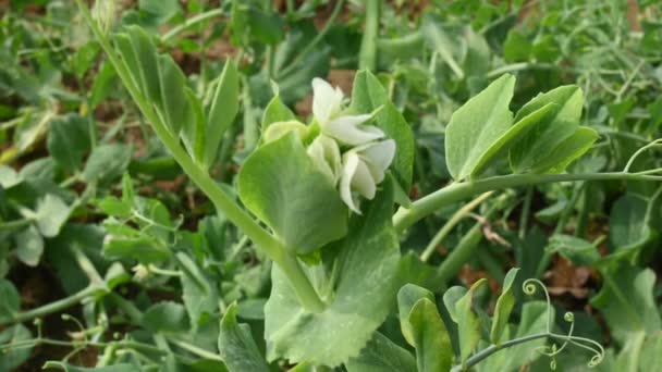 Pea Flower Vegetable Garden Peais Small Spherical Seedor Seed Pod — Stock Video
