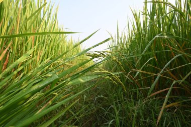 Pirinç ya da çeltik. Pirinç kulaklarını kapat. Hindistan 'daki Paddy ya da Rice arazisi. Tahıl tarlası konsepti. Yeşil pirinç bitkisinin kapağını kapatın..