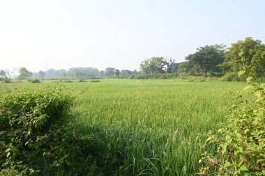 Pirinç ya da çeltik. Pirinç kulaklarını kapat. Hindistan 'daki Paddy ya da Rice arazisi. Tahıl tarlası konsepti. Yeşil pirinç bitkisinin kapağını kapatın..
