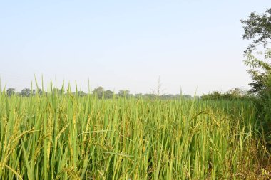Pirinç ya da çeltik. Pirinç kulaklarını kapat. Hindistan 'daki Paddy ya da Rice arazisi. Tahıl tarlası konsepti. Yeşil pirinç bitkisinin kapağını kapatın..