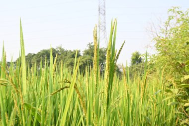 Pirinç ya da çeltik. Pirinç kulaklarını kapat. Hindistan 'daki Paddy ya da Rice arazisi. Tahıl tarlası konsepti. Yeşil pirinç bitkisinin kapağını kapatın..
