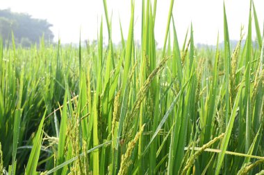 Pirinç ya da çeltik. Pirinç kulaklarını kapat. Hindistan 'daki Paddy ya da Rice arazisi. Tahıl tarlası konsepti. Yeşil pirinç bitkisinin kapağını kapatın..