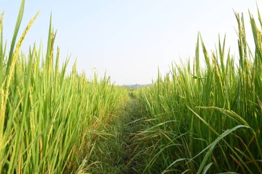 Pirinç ya da çeltik. Pirinç kulaklarını kapat. Hindistan 'daki Paddy ya da Rice arazisi. Tahıl tarlası konsepti. Yeşil pirinç bitkisinin kapağını kapatın..