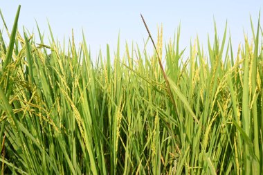 Pirinç ya da çeltik. Pirinç kulaklarını kapat. Hindistan 'daki Paddy ya da Rice arazisi. Tahıl tarlası konsepti. Yeşil pirinç bitkisinin kapağını kapatın..