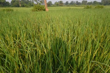 Pirinç ya da çeltik. Pirinç kulaklarını kapat. Hindistan 'daki Paddy ya da Rice arazisi. Tahıl tarlası konsepti. Yeşil pirinç bitkisinin kapağını kapatın..