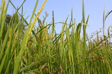 Pirinç ya da çeltik. Pirinç kulaklarını kapat. Hindistan 'daki Paddy ya da Rice arazisi. Tahıl tarlası konsepti. Yeşil pirinç bitkisinin kapağını kapatın..
