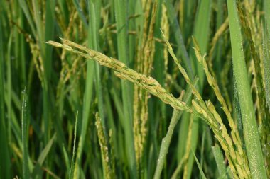 Pirinç ya da çeltik. Pirinç kulaklarını kapat. Hindistan 'daki Paddy ya da Rice arazisi. Tahıl tarlası konsepti. Yeşil pirinç bitkisinin kapağını kapatın..