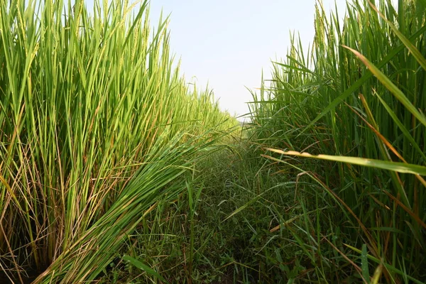 Rice or paddy plant.  Close-up of the rice ears. Paddy or Rice field in India.  Grain paddy field concept. close up of  green rice plant.