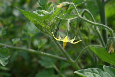 Domates çiçeği. Organik bir bahçede sarı domates çiçekleri. Çiçek açma aşamasında domates bitkisi. Sebze çiçeği..