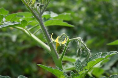 Domates çiçeği. Organik bir bahçede sarı domates çiçekleri. Çiçek açma aşamasında domates bitkisi. Sebze çiçeği..