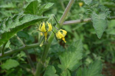 Domates çiçeği. Organik bir bahçede sarı domates çiçekleri. Çiçek açma aşamasında domates bitkisi. Sebze çiçeği..