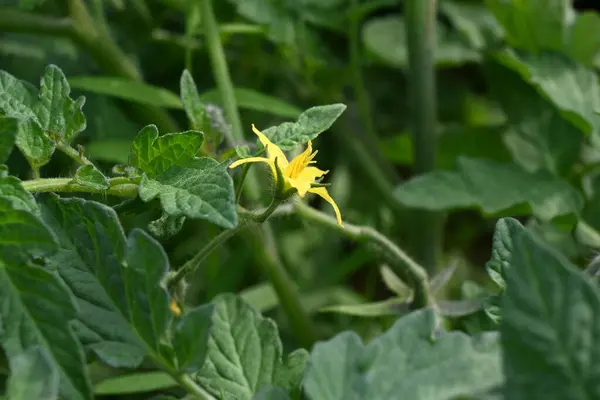 Tomato flower. Yellow tomato flowers in an organic garden. Tomato plant in flowering stage. Vegetable flower.