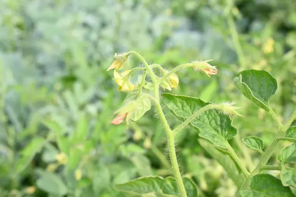 Tomato flower. Yellow tomato flowers in an organic garden. Tomato plant in flowering stage. Vegetable flower.
