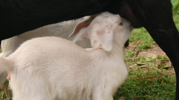 Koza Karmi Swoje Dziecko Słodka Koza Pijąca Mleko Koncepcja Hodowli — Wideo stockowe