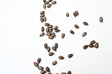 Beyaz arka planda Castor tohumları. Ricinus Communis (