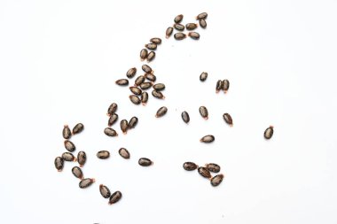 Beyaz arka planda Castor tohumları. Ricinus Communis (