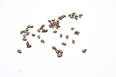 Beyaz arka planda Castor tohumları. Ricinus Communis (