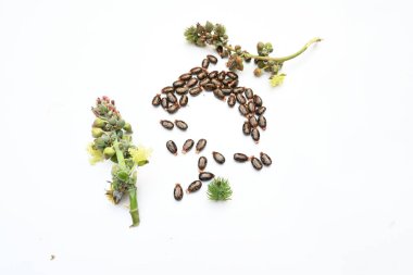 Beyaz arka planda Castor tohumları. Ricinus Communis (