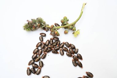 Beyaz arka planda Castor tohumları. Ricinus Communis (