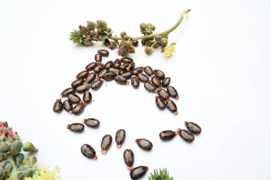 Beyaz arka planda Castor tohumları. Ricinus Communis (