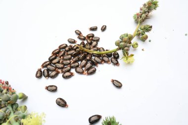 Beyaz arka planda Castor tohumları. Ricinus Communis (