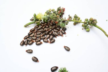 Beyaz arka planda Castor tohumları. Ricinus Communis (