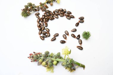 Beyaz arka planda Castor tohumları. Ricinus Communis (