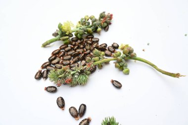 Beyaz arka planda Castor tohumları. Ricinus Communis (