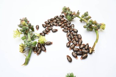 Beyaz arka planda Castor tohumları. Ricinus Communis (