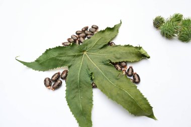 Beyaz arka planda Castor tohumları. Ricinus Communis (