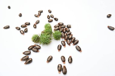 Beyaz arka planda Castor tohumları. Ricinus Communis (