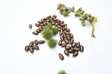 Beyaz arka planda Castor tohumları. Ricinus Communis (