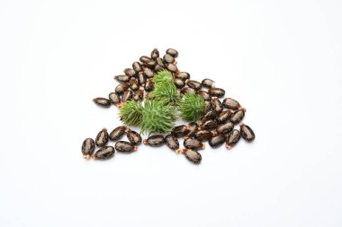 Beyaz arka planda Castor tohumları. Ricinus Communis (