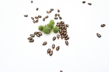 Beyaz arka planda Castor tohumları. Ricinus Communis (