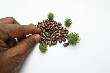 Beyaz arka planda Castor tohumları. Ricinus Communis (