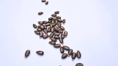 Beyaz arka planda Castor tohumları. Ricinus Communis (