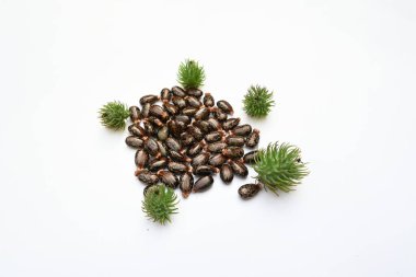 Beyaz arka planda Castor tohumları. Ricinus Communis (