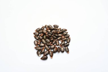 Beyaz arka planda Castor tohumları. Ricinus Communis (