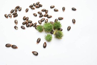 Beyaz arka planda Castor tohumları. Ricinus Communis (