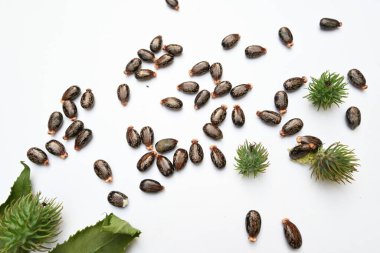 Beyaz arka planda Castor tohumları. Ricinus Communis (